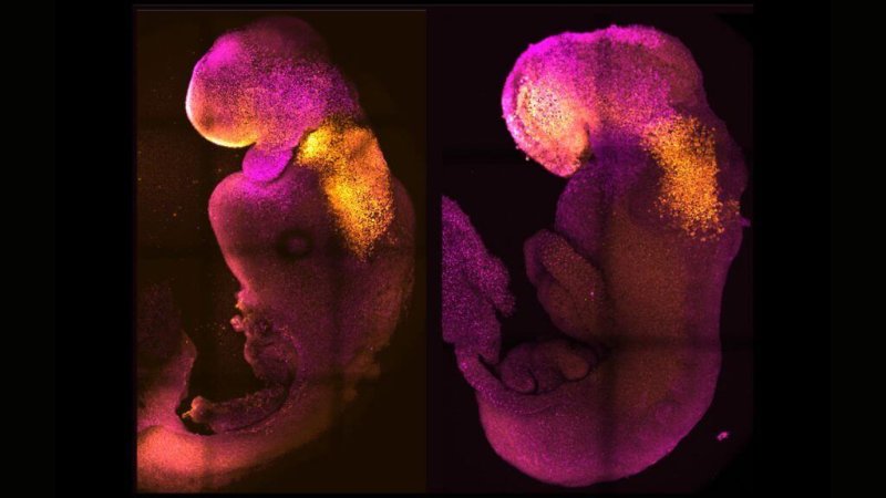 Scientists made synthetic mouse embryos (left) that closely resemble natural embryos (right) during the early days of development. Credit: Amadei and Handford