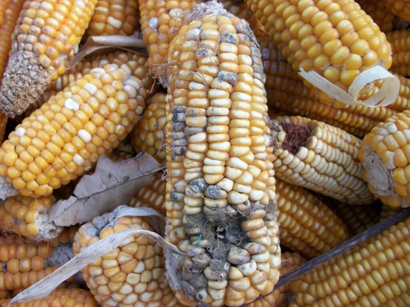 mycotoxin corn
