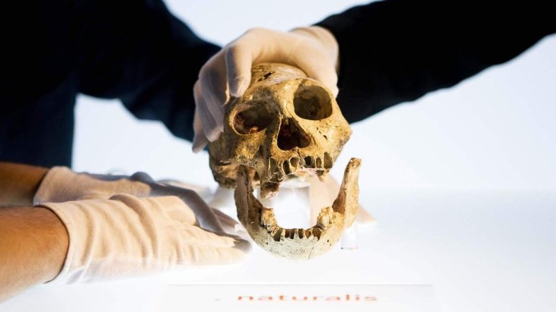 One of the Dmanisi skulls studied on exhibit in Leiden in 2009. Credit: Valerie Kuypers/AFP
