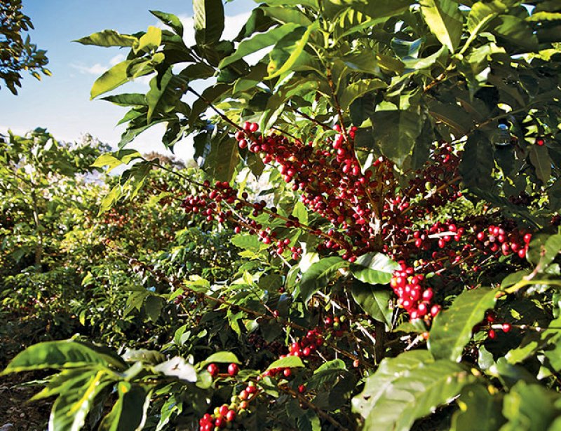 navigate a coffee plantation like a pro