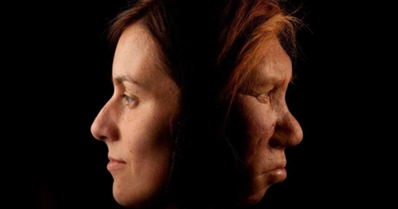 neanderthal dna makes up about of the modern human genome