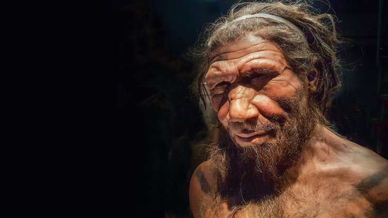 neanderthal p