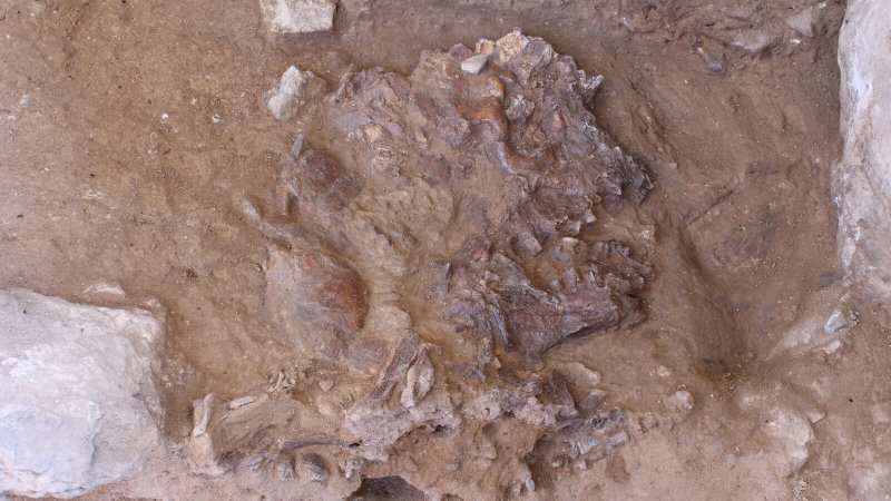 neanderthal remains shanidar cave iraqi kurdistan