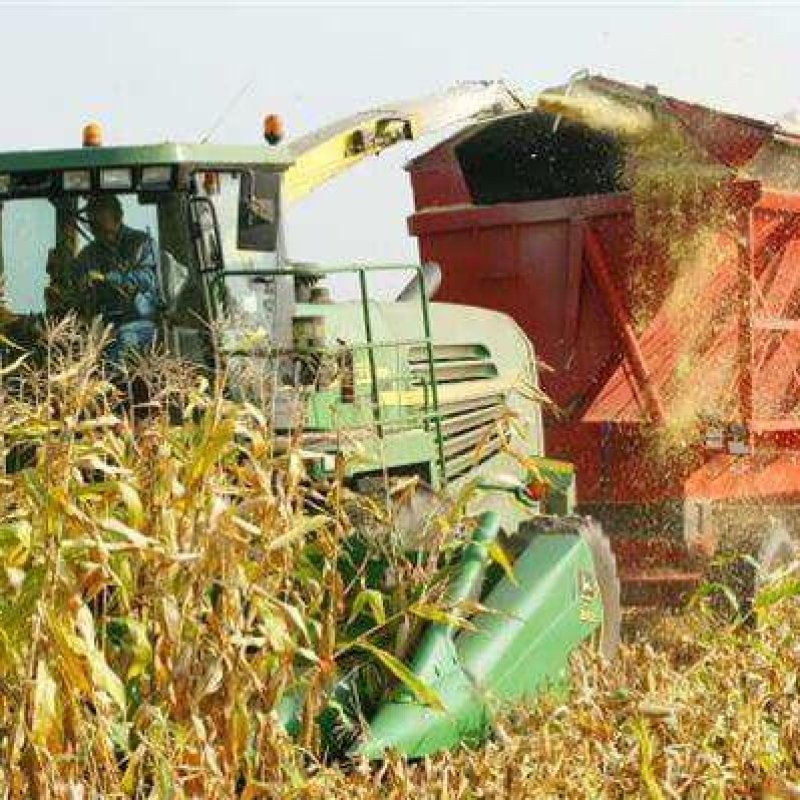 north gower farmer harvests corn destined cattle f e