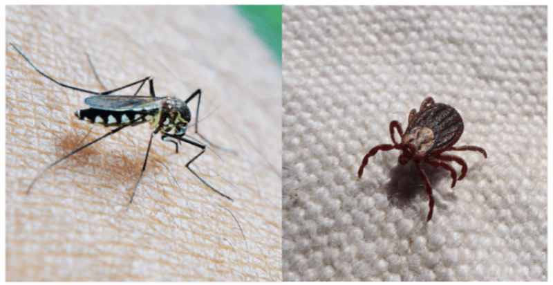 Ticks and mosquitos are bringing escalated threats of Lyme disease, West Nile virus and other vectored illnesses to new places across the US