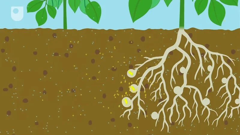 The price of artificial fertilizers has skyrocketed, especially in the past year. Improving nitrogen fixation can make farming more sustainable. Credit: Open University via Britannica