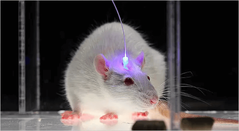 Optogenetics, tested in rodents, can control electrical activity in a few carefully selected neurons. Credit: John Carnett/Popular Science