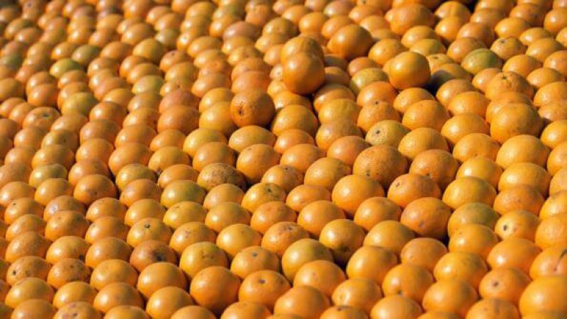 oranges usda