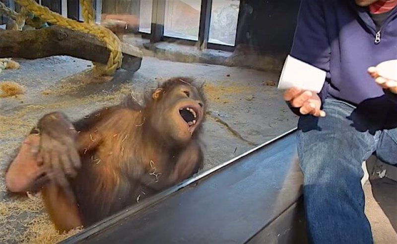 orangutan laughs at magic trick screenshot youtube