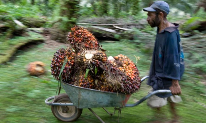 Palm oil production hurts the environment and laborers. Credit: Jeremy Sutton-Hibbert