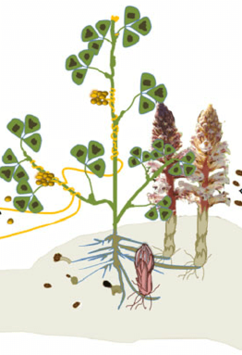 parasitic weed e