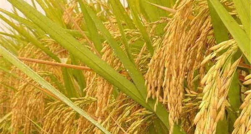 pcs natural golden rice plant non gmo heirloom high disease resistancehigh yield recrop high quality jpg q