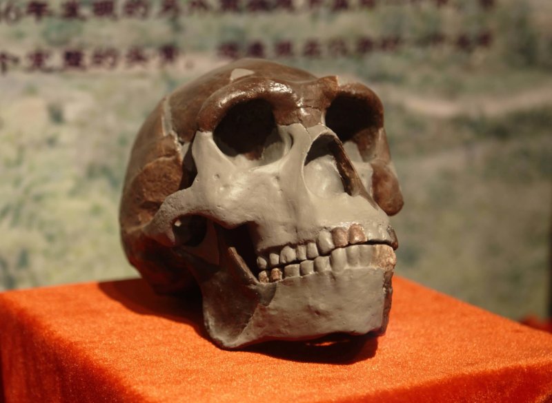 Credit: Yan Li/Paleozoological Museum of China