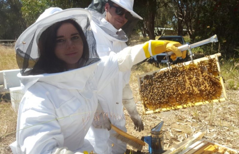 Australian hobbyist beekeepers may have a new tool to fight the mites. Credit: Perth Girl
