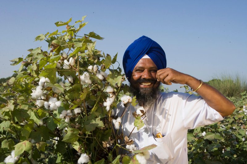 pic bt cotton punjab farmer