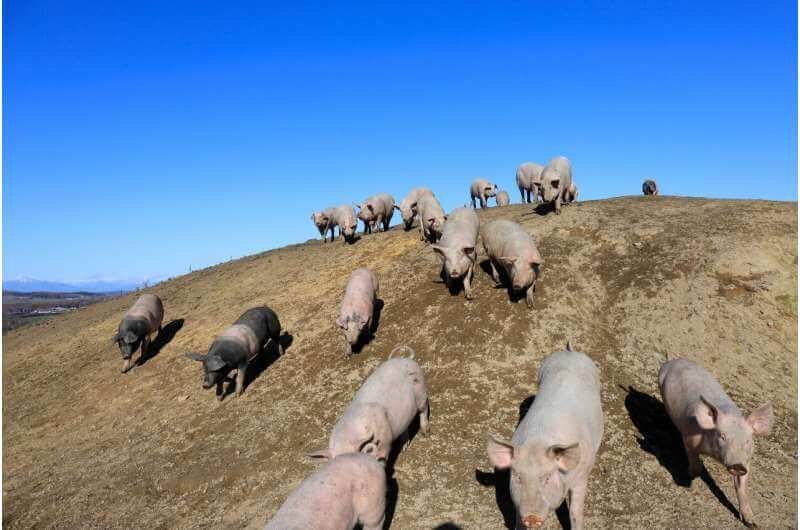 pig farming in japan
