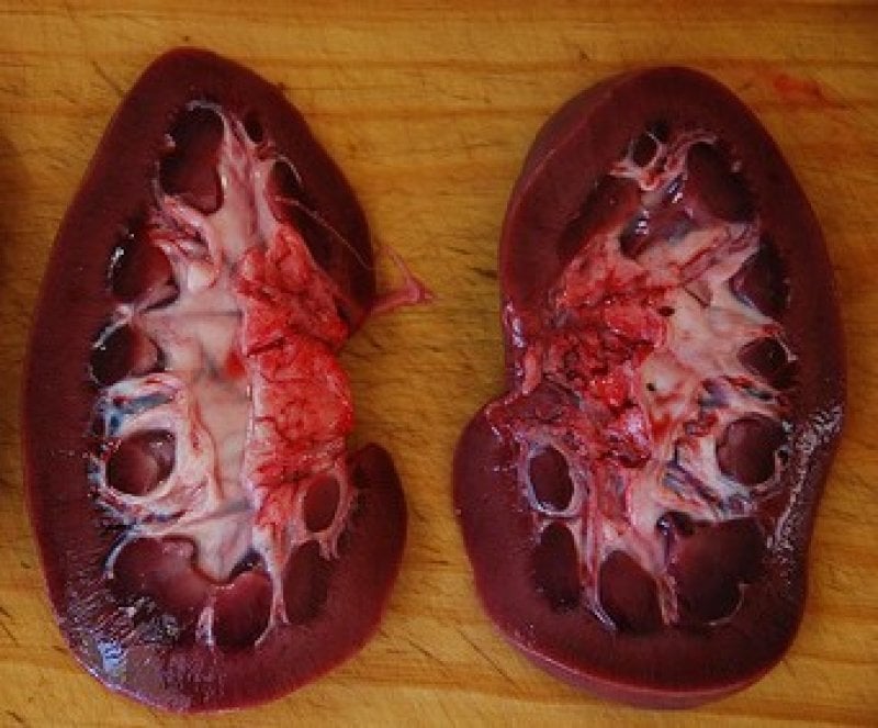 pig kidneys e