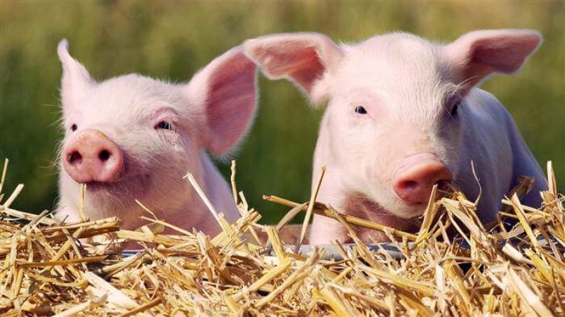 piglets today tease a c b ccf c b f today inline large