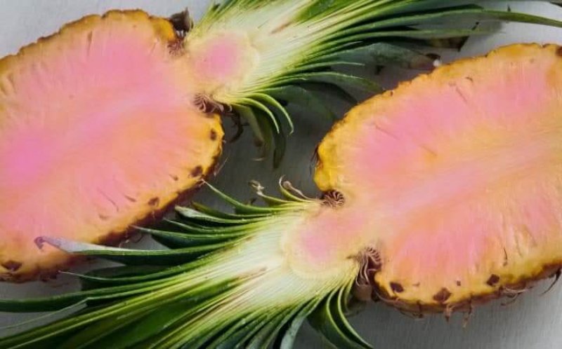 pink pineapples large trans NvBQzQNjv BqZyr RvqrFlHdIeGHHfdSftEH OcCRr LCPLLce HYHo