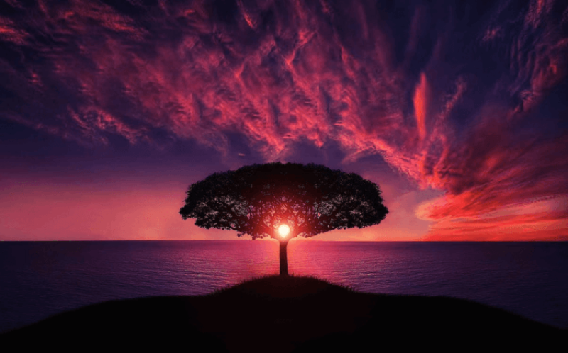 Tree of Sex: Cataloging the wild ways nature reproduces — from sex-changing fish to asexual lizards