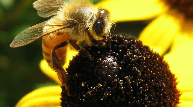 Honeybees are doing so well, it might be to the detriment of native bee populations. Credit: John CC BY 2.0