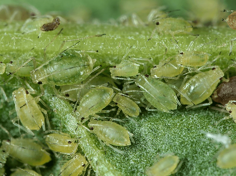 Aphids capable of spreading viruses attacking sugar beet. Credit: Gilles San Martin via CC-BY-SA-2.0