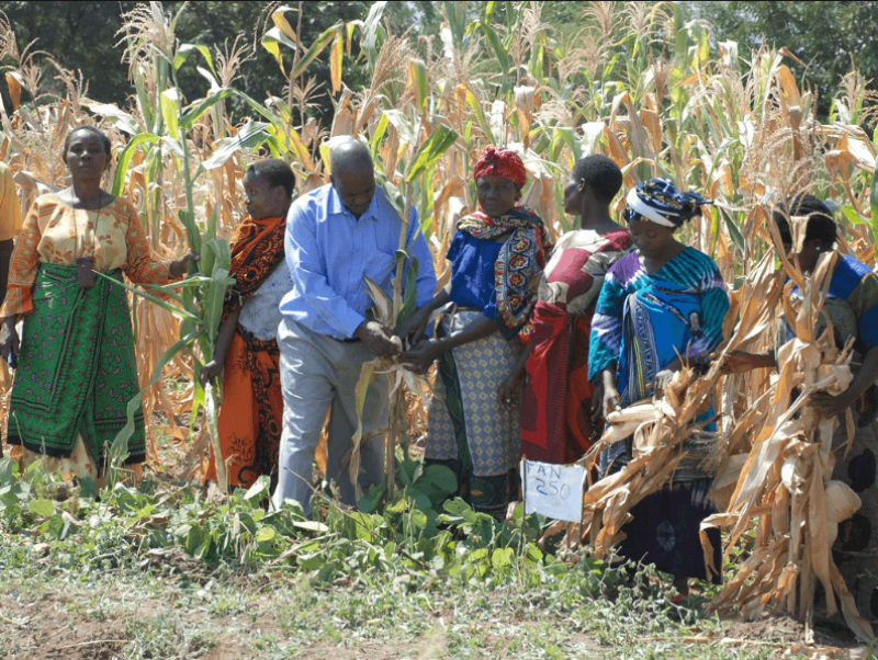 Drought tolerant maize being showcased in Tanzania. Credit: Anne Wangalachi via CIMMYT and CC-BY-NC-SA 2.0