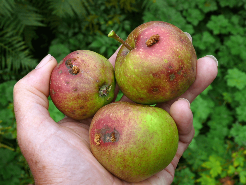 Apples damaged by coddling moth. Credit: Patrick Clement via CC-BY-2.0