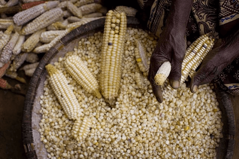 Global food shortages can be substantially cut if governments and international organisations apply extensive policy changes in favour of resource redistribution, poverty reduction, and food security. Credit: Kate Holt and AusAID via CC-BY-2.0