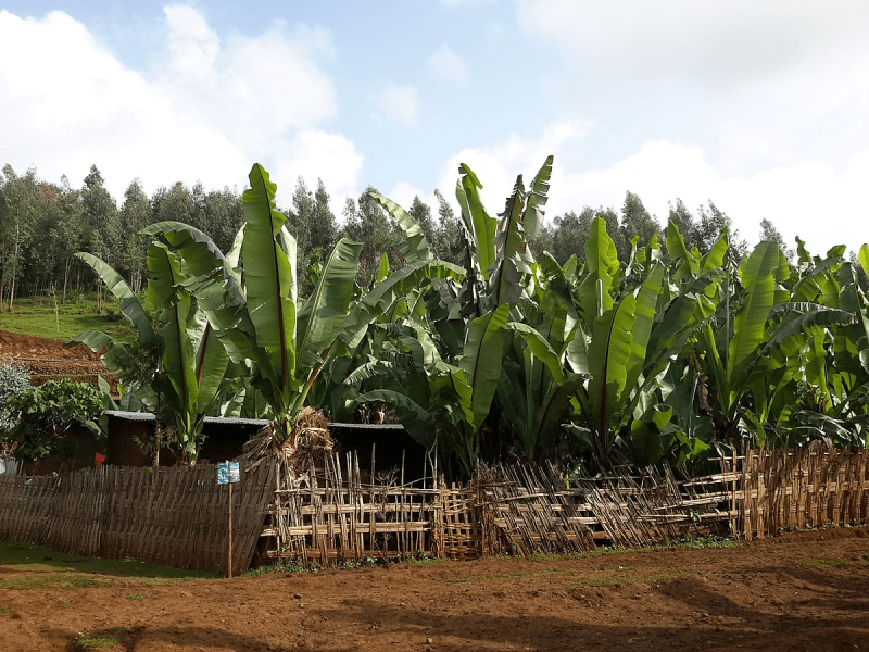 Enset farm in Gamo Gofa, Zada Town, Ethiopia. Credit: Wac12 via CC-BY-SA-4.0