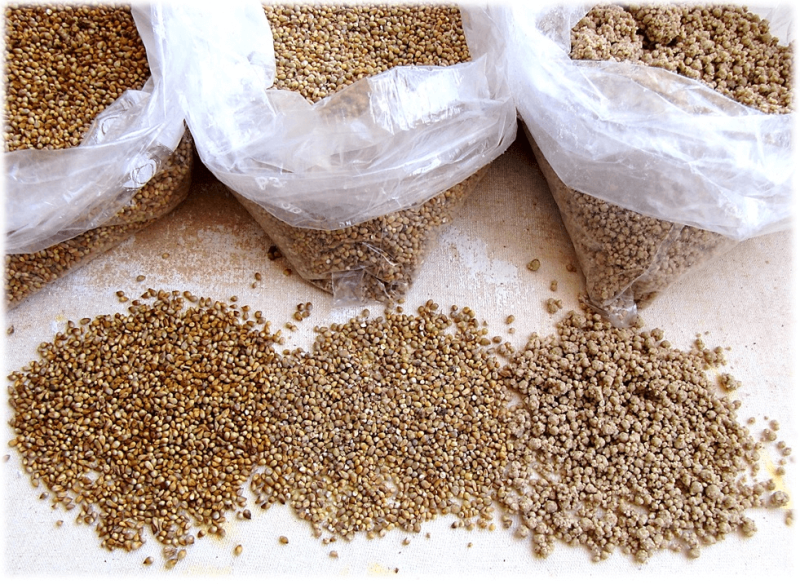 Millet grains unmilled, milled versus millet flour processed into millet flour pellet form. Credit: T.K. Naliaka via CC-BY-SA-4.0