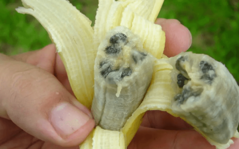 Panama disease (Fusarium wilt) afflicted banana. Credit: Courtesy of panamadisease.org