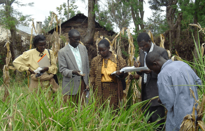 Participants in neighboring Kenya examine GM crops built to be resistant to regional insects without added pesticides. Credit: CIMMYT via CC-BY-NC-SA 2.0