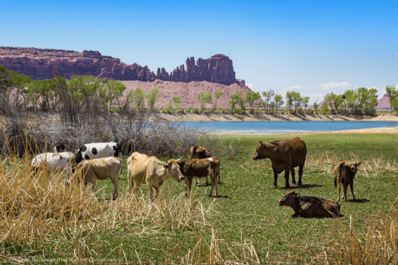 Scientists have been studying how to manage drought and restore land for grazing and agriculture. Credit: Stuart Ruckman via The Nature Conservancy
