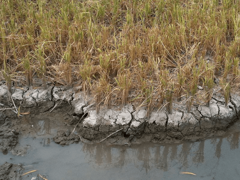 Rice suffering from drought. Credit: Dragfyre via CC-BY-SA-3.0