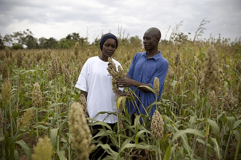 African scientists are looking for gene editing solutions to a weed that attaches itself to the roots of sorghum (pictured) and sucks away water and nutrients, until it destroys the entire crop. Credit: USAID and Siegfried Modola via CC0-1.0