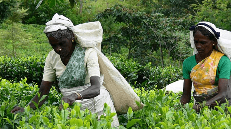 Pickers on an organic tea plantation in Sri Lanka. Credit: Dennis Keller and Tea Plantation Workers via CC-BY-2.0