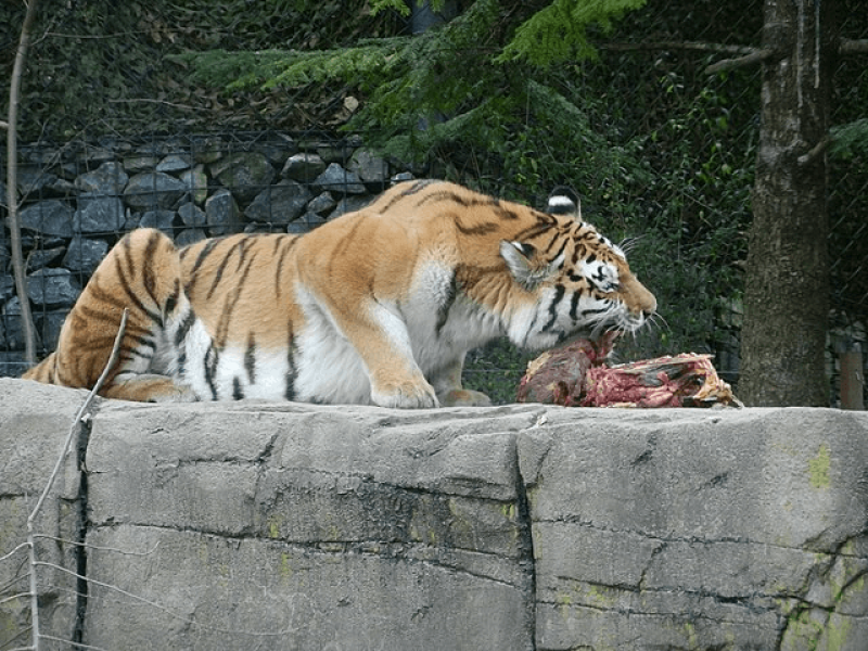This tiger appears unbothered by such moral quandries. Credit: Beat Ruest via CC-BY-SA-4.0