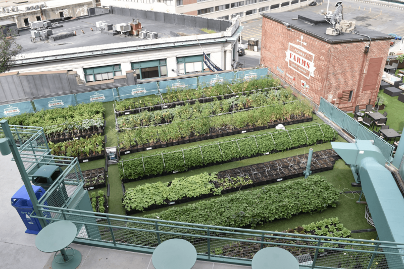 An urban garden atop Boston's Fenway Park. Credit: Brian Crawford via Flickr and CC-BY-2.0