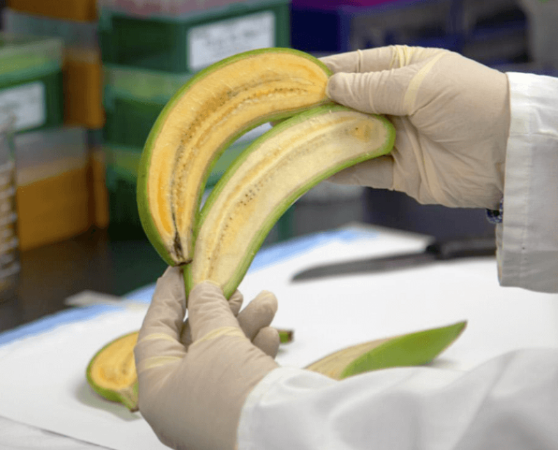 PVA-biofortified “Cavendish” banana in Australia. Credit: Jean-Yves Paul via CC-BY-4.0