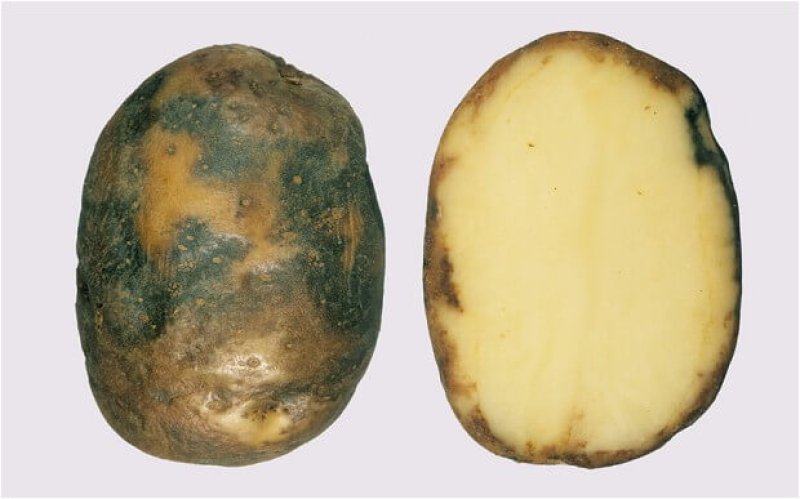 potato b