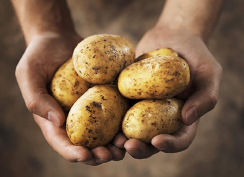 potatoes in hand e