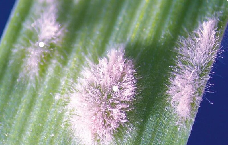 Close up on powdery mildew. Credit: Harry Zhang, Curtin University