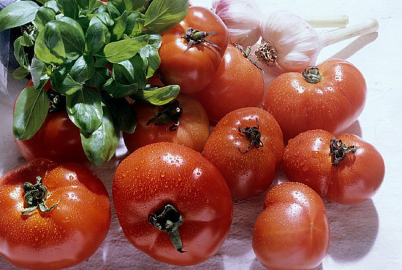 pretty gm tomatoes