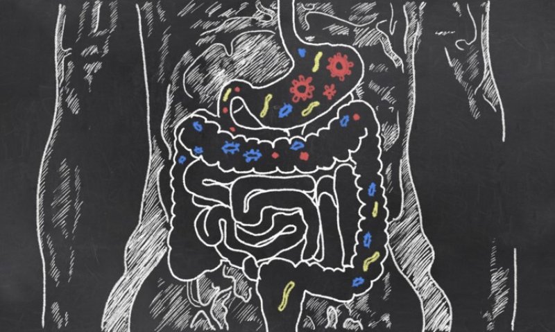 probiotics may counter obesity effects on vascular function study wrbm large