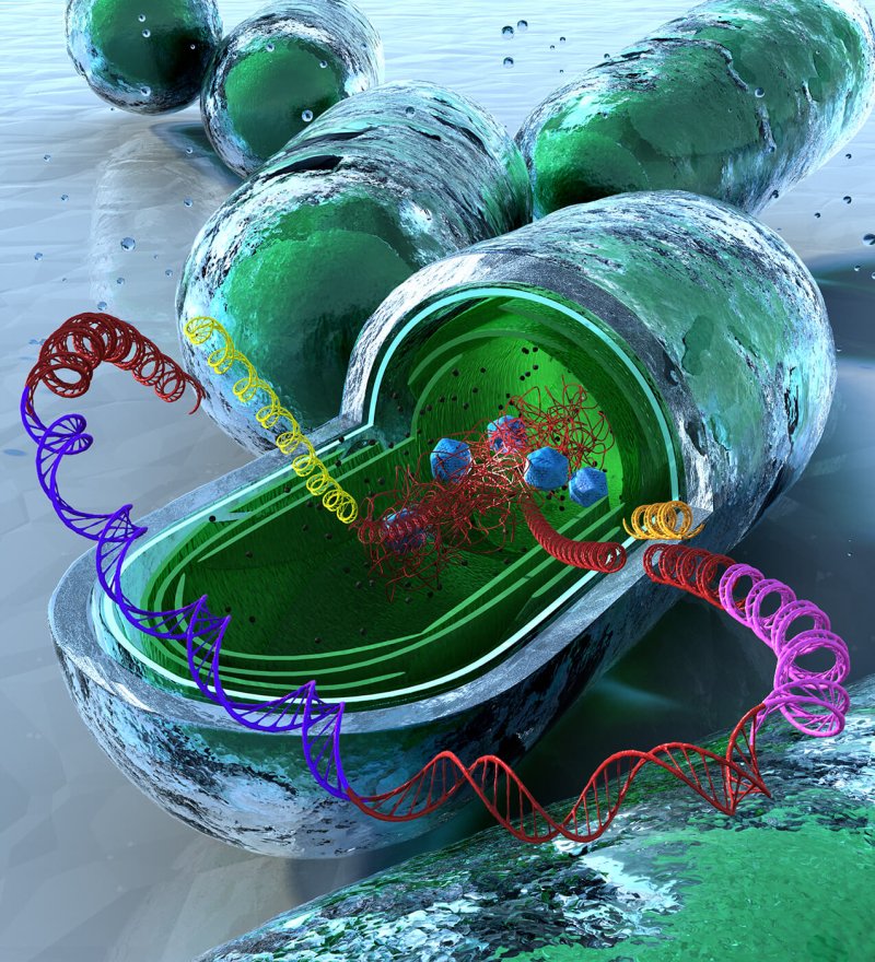 ptw boyle acs syntheticbiology coverart final lowres
