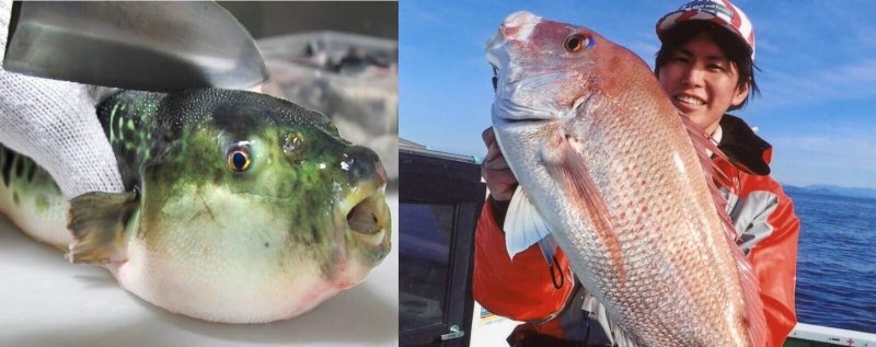 Tiger Puffer, left. Red Sea Bream, right. Credit: DKOyster and Facebook