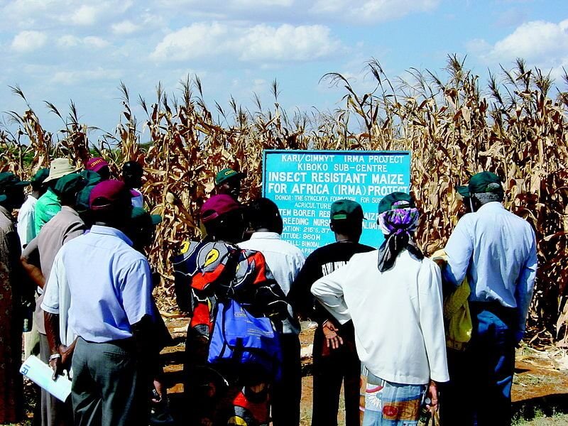 In an effort to reduce corn stem-borer infestations, corporate and public researchers partner to develop GMO varieties suitable for Kenya. Credit: Dave Hoisington via PLoS