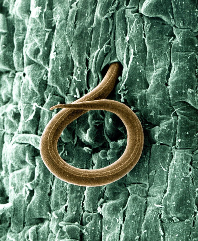 px a juvenile root knot nematode meloidogyne incognita penetrates a tomato root usda ars