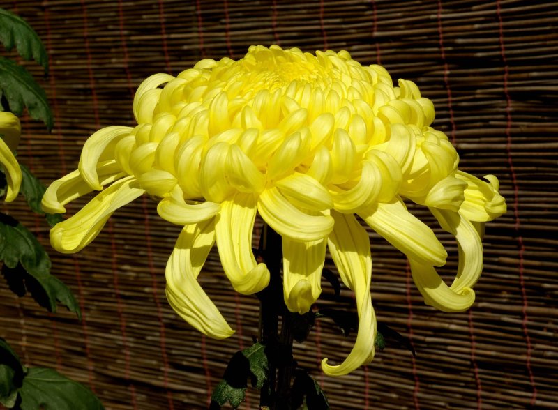px chrysanthemum november osaka japan